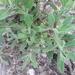 Calendula stellata leaf picture by gis ayoub (cc-by-sa)