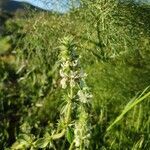 Stachys ocymastrum leaf picture by Bono José (cc-by-sa)