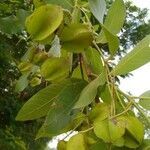 Terminalia arjuna fruit picture by Venkat Nalimela (cc-by-sa)