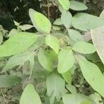 Desmodium tortuosum habit picture by Trap Hers (cc-by-sa)