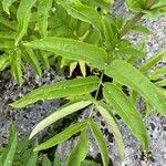 Sambucus ebulus leaf picture by Raymonde Wicky (cc-by-sa)