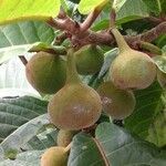 Ficus habrophylla fruit picture by Pierre Bonnet (cc-by-sa)