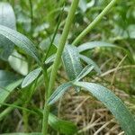 Valeriana apula leaf picture by Llandrich anna (cc-by-sa)