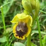 Ophrys sicula flower picture by bas yves (cc-by-sa)