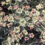 Eriogonum heracleoides flower picture by Al Toth (cc-by-sa)