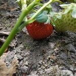 Fragaria x ananassa fruit picture by Kate Senatskaya (cc-by-sa)