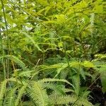 Dicranopteris flexuosa habit picture by Trap Hers (cc-by-sa)
