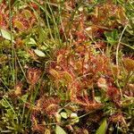 Drosera rotundifolia habit picture by Rossen Vassilev (cc-by-sa)