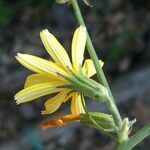 Chondrilla juncea flower picture by Llandrich anna (cc-by-sa)