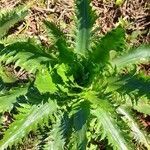 Eryngium floribundum habit picture by Trap Hers (cc-by-sa)