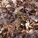 Pteridium aquilinum habit picture by Tristan Jaton-Maria (cc-by-sa)