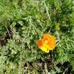 Eschscholzia californica fruit picture by Carine Dendauw (cc-by-sa)