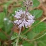 Mentha pulegium flower picture by jlp (cc-by-sa)