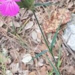 Dianthus balbisii leaf picture by yoyoy (cc-by-sa)