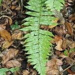 Arthropteris orientalis leaf picture by J. Champ (cc-by-sa)