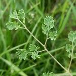 Fumaria officinalis leaf picture by Kai Best (cc-by-sa)