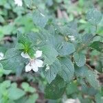 Cuphea campylocentra habit picture by Trap Hers (cc-by-sa)