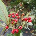 Cotoneaster salicifolius fruit picture by Annina Bornstein (cc-by-sa)