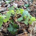 Ribes rubrum habit picture by Anna Ekmark (cc-by-sa)