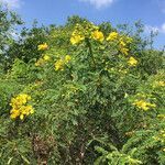 Senna auriculata habit picture by Alain BEIGNET (cc-by-sa)