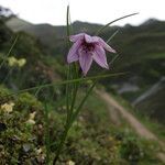 Lilium nanum habit picture by Alan Elliott (cc-by-sa)