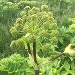 Angelica archangelica flower picture by Julie S (cc-by-sa)