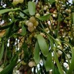 Viscum album fruit picture by Mathieu Corrales (cc-by-sa)