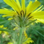 Crepis pyrenaica flower picture by Llandrich anna (cc-by-sa)