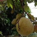 Citrus maxima fruit picture by S Jayakumar (cc-by-sa)