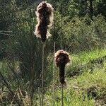 Typha domingensis fruit picture by Jean-Michel Faton (cc-by-sa)