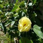 Gossypium hirsutum flower picture by Americia Kowalski (cc-by-sa)
