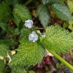 Myosotis sicula flower picture by Maïlys Loiseleux (cc-by-sa)
