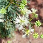 Mimosa farinosa flower picture by Trap Hers (cc-by-sa)
