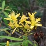 Hypericum canariense flower picture by Udo Herkommer (cc-by-sa)