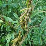 Indigofera arrecta fruit picture by susan brown (cc-by-sa)