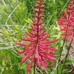 Erythrina herbacea flower picture by tufty_jam_bean (cc-by-sa)