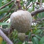 Annona reticulata fruit picture by Rayhaane Balbolia (cc-by-sa)
