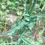 Cichorium intybus leaf picture by Alin (cc-by-sa)