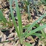 Dianella ensifolia leaf picture by Abinala Shonga (cc-by-sa)