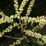 Gouania polygama habit picture by Nelson Zamora Villalobos (cc-by-nc)