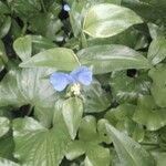 Commelina communis leaf picture by theresa shafer (cc-by-sa)