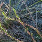 Micromeria graeca habit picture by Emanuele Santarelli (cc-by-sa)