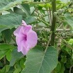 Ipomoea carnea leaf picture by Flor Alex (cc-by-sa)