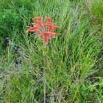 Aloe amudatensis flower picture by susan brown (cc-by-sa)
