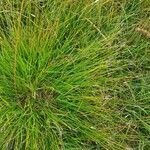Carex davalliana flower picture by josef casutt (cc-by-sa)