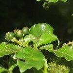 Psychotria chagrensis fruit picture by Nelson Zamora Villalobos (cc-by-nc)