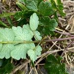 Thalictrum alpinum leaf picture by Fabien Anthelme (cc-by-sa)