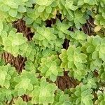 Sedum palmeri leaf picture by Joseph Albanese (cc-by-sa)