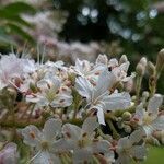 Aesculus californica flower picture by John John (cc-by-sa)