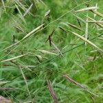 Bromus arvensis leaf picture by Tim Philp (cc-by-sa)